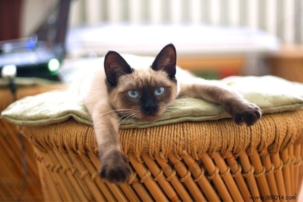 Why Does My Cat Pee on the Bed? Vet-Approved Tips to Stop It