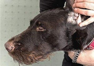 How to Clean Your Dog s Ears Naturally: Vet-Approved Saline Method