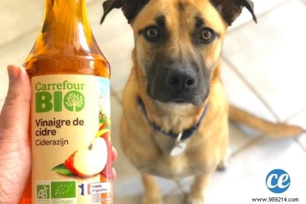 How to Clean Your Dog s Ears Naturally: Vet-Approved Saline Method