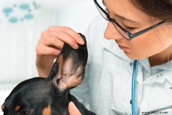 How to Clean Your Dog s Ears Naturally: Vet-Approved Saline Method