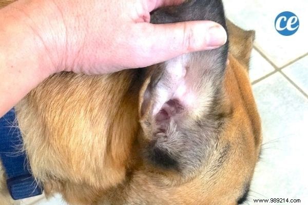 How to Clean Your Dog s Ears Naturally: Vet-Approved Saline Method