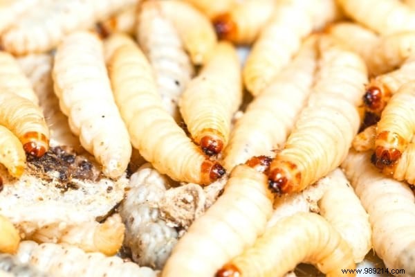 Eliminate Maggots in Your Trash Bin: Proven Natural Methods to Get Rid of Them Fast and Prevent Infestations