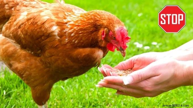 25 Foods You Should Never Feed Your Chickens: Expert Advice for Healthy Hens