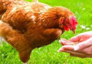 25 Foods You Should Never Feed Your Chickens: Expert Advice for Healthy Hens