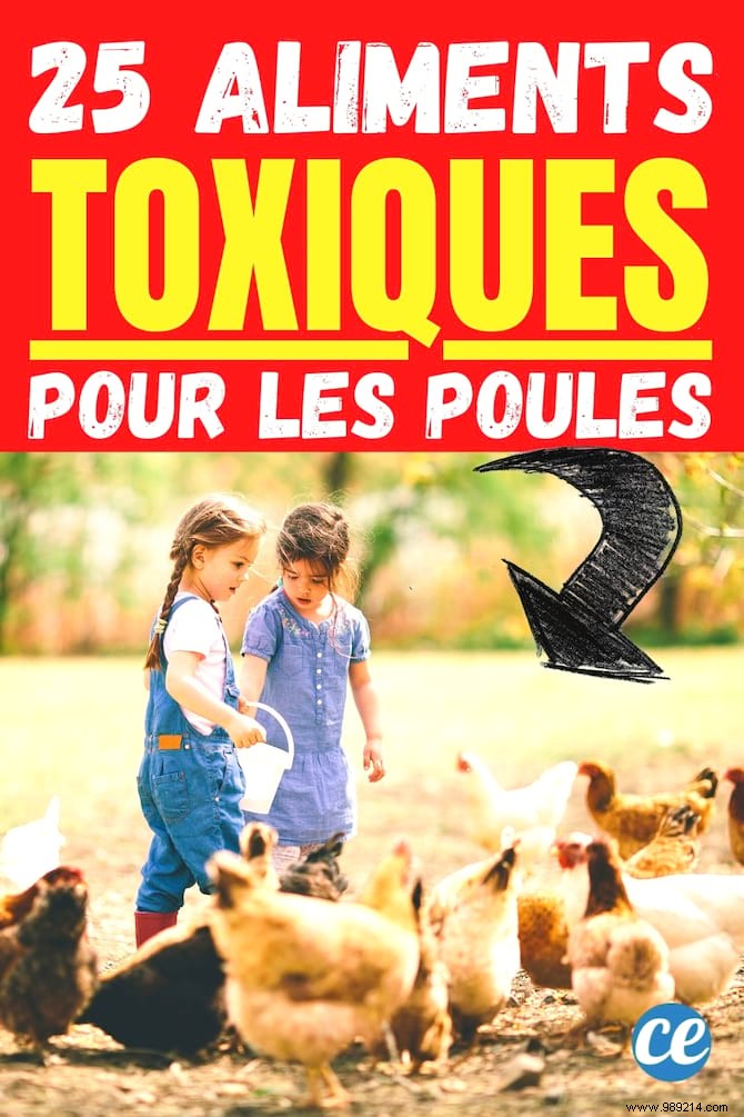 25 Foods You Should Never Feed Your Chickens: Expert Advice for Healthy Hens