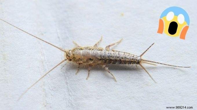 7 Proven Natural Tips to Eliminate Silverfish from Your Home