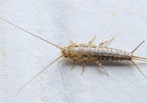7 Proven Natural Tips to Eliminate Silverfish from Your Home