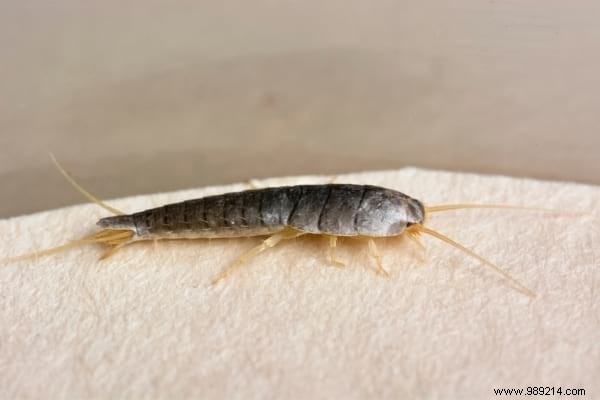 7 Proven Natural Tips to Eliminate Silverfish from Your Home