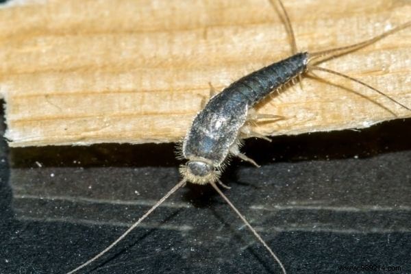 7 Proven Natural Tips to Eliminate Silverfish from Your Home