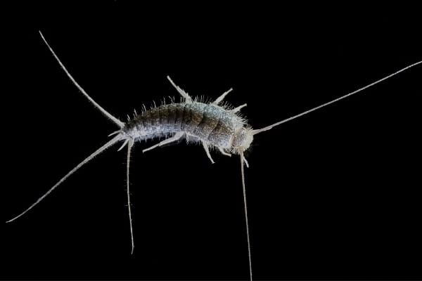 7 Proven Natural Tips to Eliminate Silverfish from Your Home