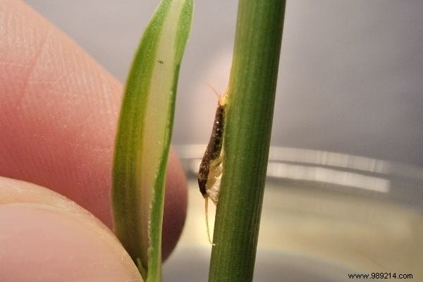 7 Proven Natural Tips to Eliminate Silverfish from Your Home