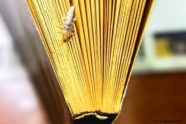 7 Proven Natural Tips to Eliminate Silverfish from Your Home