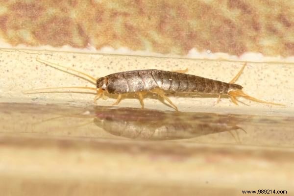 7 Proven Natural Tips to Eliminate Silverfish from Your Home