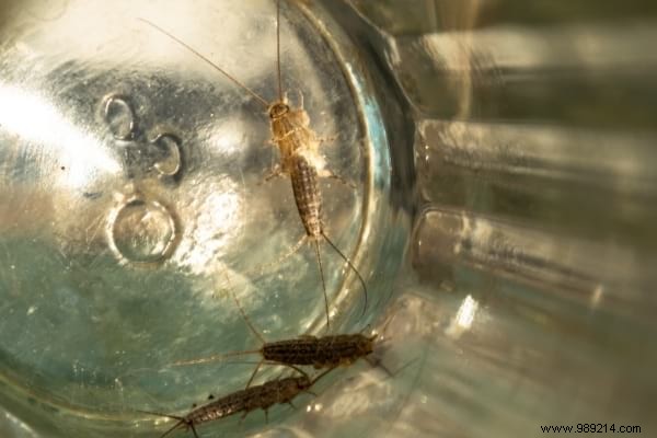 7 Proven Natural Tips to Eliminate Silverfish from Your Home