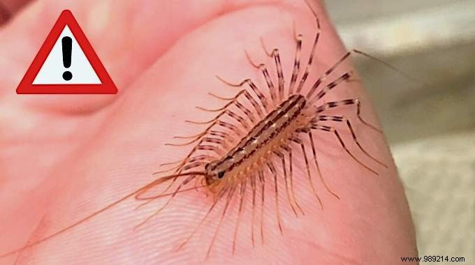 House Centipede: Is It Dangerous? What to Do If You Spot One at Home