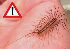 House Centipede: Is It Dangerous? What to Do If You Spot One at Home