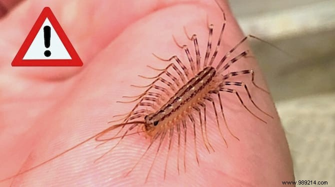House Centipede: Is It Dangerous? What to Do If You Spot One at Home