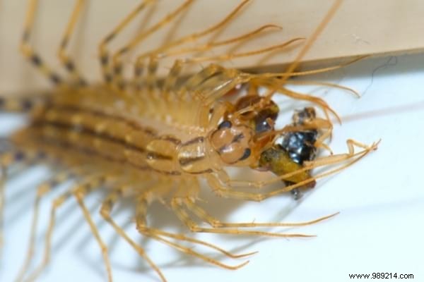 House Centipede: Is It Dangerous? What to Do If You Spot One at Home