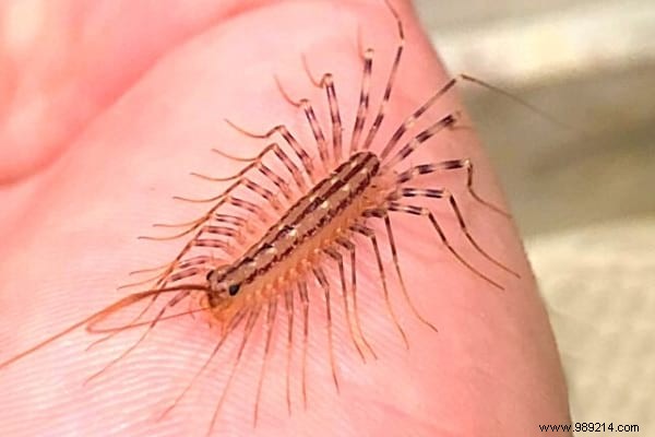 House Centipede: Is It Dangerous? What to Do If You Spot One at Home