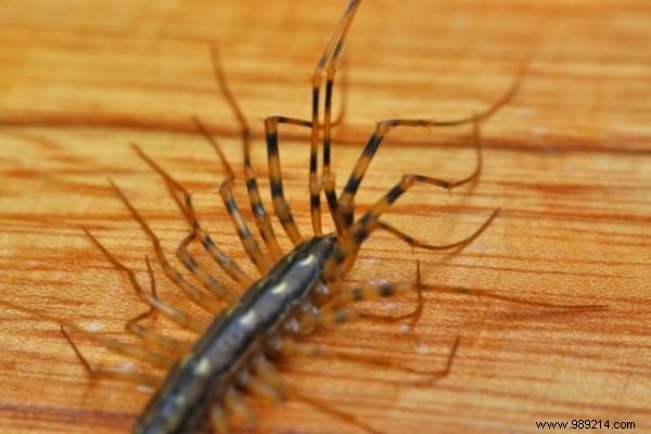 House Centipede: Is It Dangerous? What to Do If You Spot One at Home
