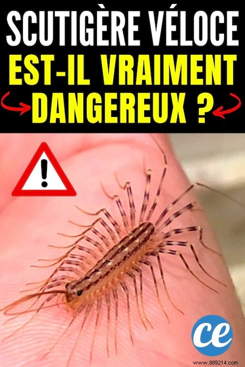 House Centipede: Is It Dangerous? What to Do If You Spot One at Home