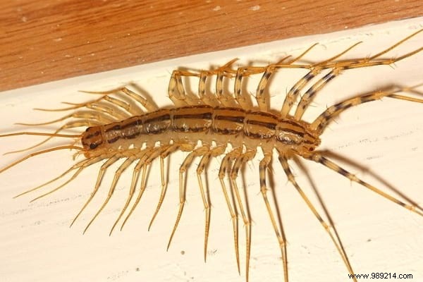 House Centipede: Is It Dangerous? What to Do If You Spot One at Home