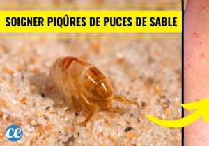 Instant Relief for Sand Flea Bites: Proven Baking Soda Remedy