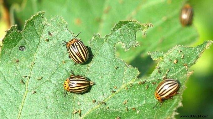4 Proven Natural Strategies to Eliminate Colorado Potato Beetles from Your Garden