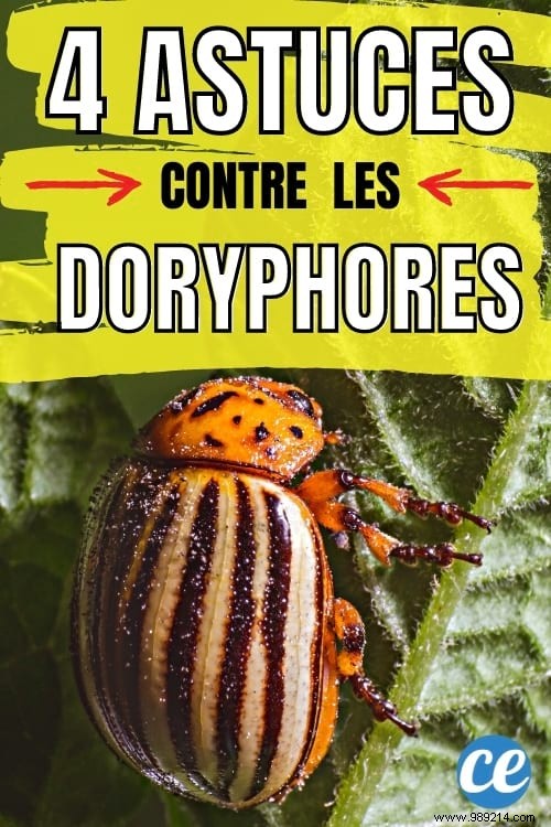 4 Proven Natural Strategies to Eliminate Colorado Potato Beetles from Your Garden