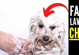 How Often Should You Bathe Your Dog? Vet-Approved Guidelines and Natural Tips