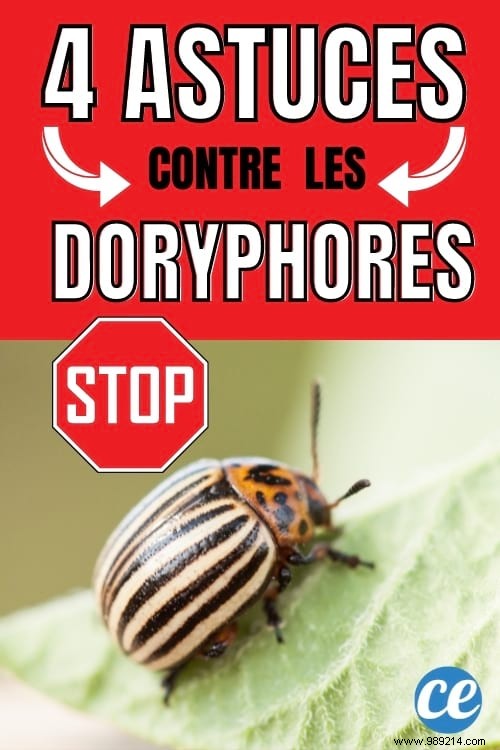 4 Proven Natural Strategies to Eliminate Colorado Potato Beetles from Your Garden