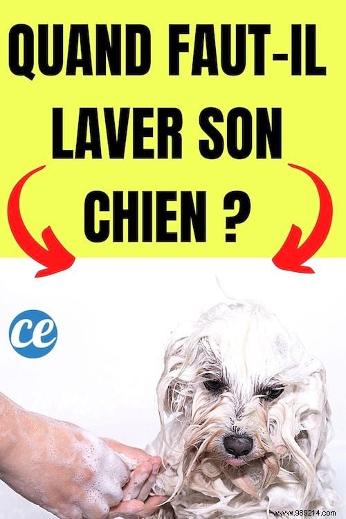 How Often Should You Bathe Your Dog? Vet-Approved Guidelines and Natural Tips