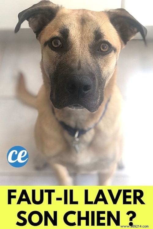 How Often Should You Bathe Your Dog? Vet-Approved Guidelines and Natural Tips