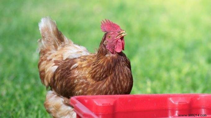 How to Clean Your Chicken Waterer Naturally with White Vinegar