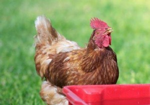 How to Clean Your Chicken Waterer Naturally with White Vinegar