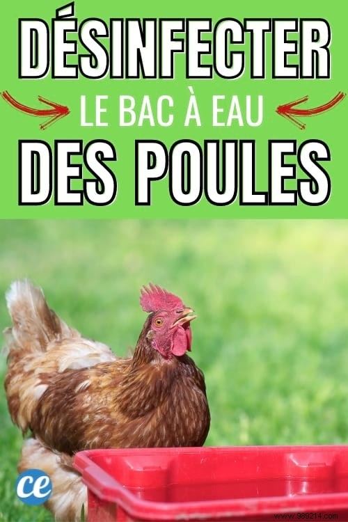 How to Clean Your Chicken Waterer Naturally with White Vinegar