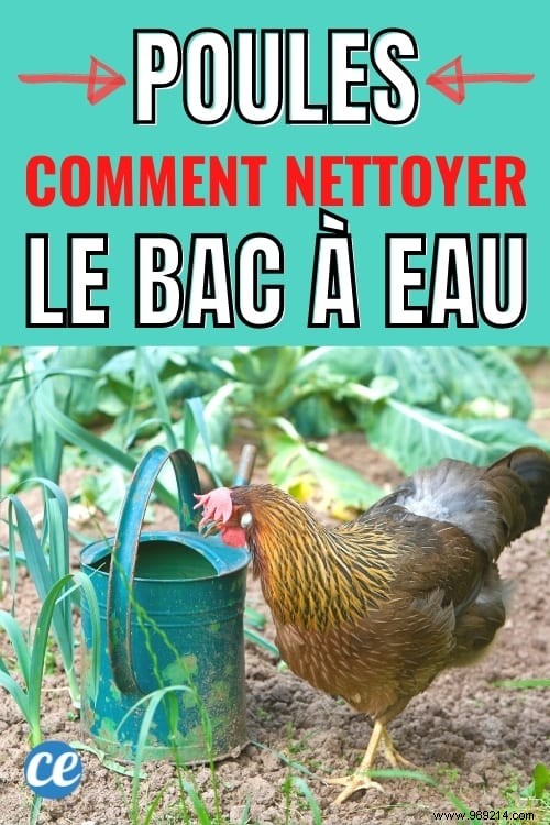 How to Clean Your Chicken Waterer Naturally with White Vinegar