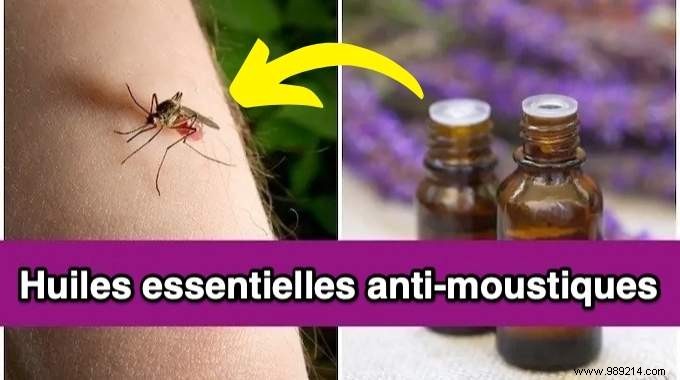 7 Science-Backed Essential Oils to Naturally Repel Mosquitoes – Perfect for Diffusers