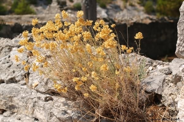 7 Science-Backed Essential Oils to Naturally Repel Mosquitoes – Perfect for Diffusers