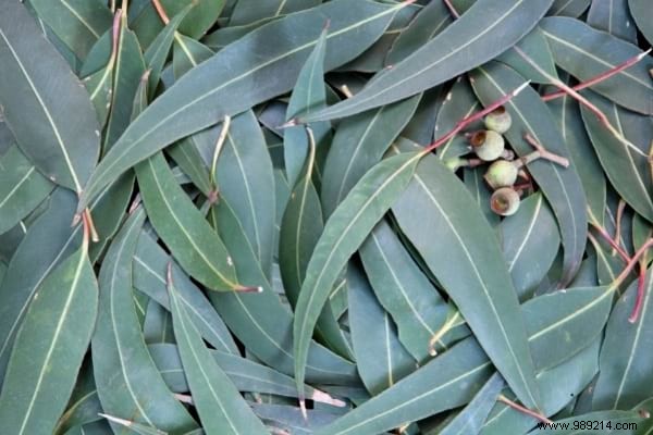 7 Science-Backed Essential Oils to Naturally Repel Mosquitoes – Perfect for Diffusers