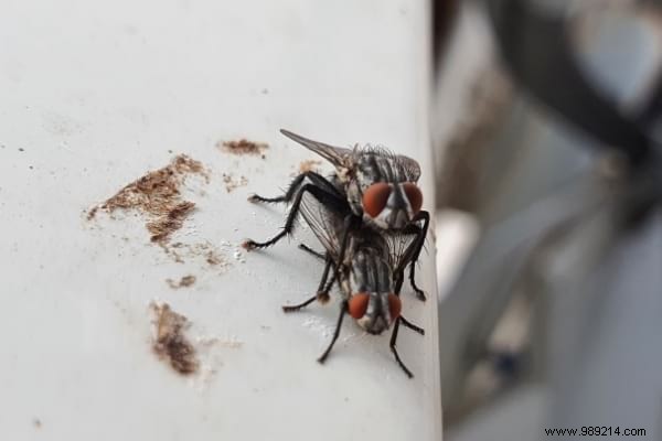 Where Do Flies Lay Eggs in Your Home? Expert Guide to Spotting and Eliminating Them