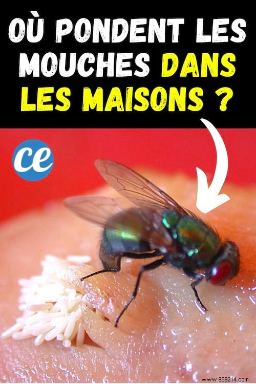 Where Do Flies Lay Eggs in Your Home? Expert Guide to Spotting and Eliminating Them