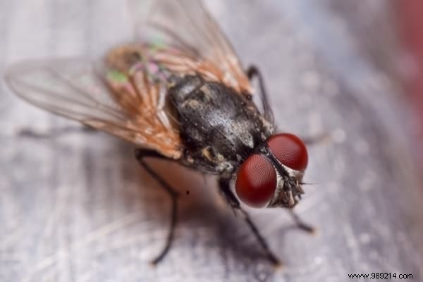 Where Do Flies Lay Eggs in Your Home? Expert Guide to Spotting and Eliminating Them
