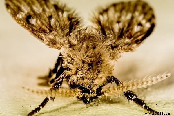 Where Do Flies Lay Eggs in Your Home? Expert Guide to Spotting and Eliminating Them