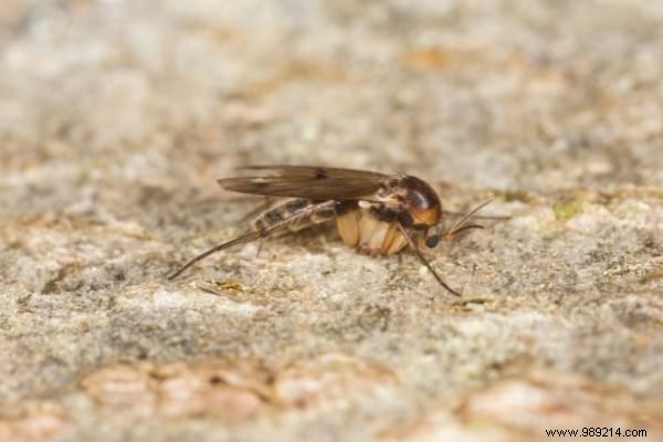 Where Do Flies Lay Eggs in Your Home? Expert Guide to Spotting and Eliminating Them
