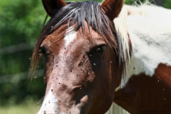 Where Do Flies Lay Eggs in Your Home? Expert Guide to Spotting and Eliminating Them