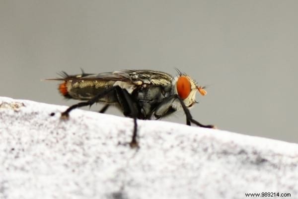Where Do Flies Lay Eggs in Your Home? Expert Guide to Spotting and Eliminating Them