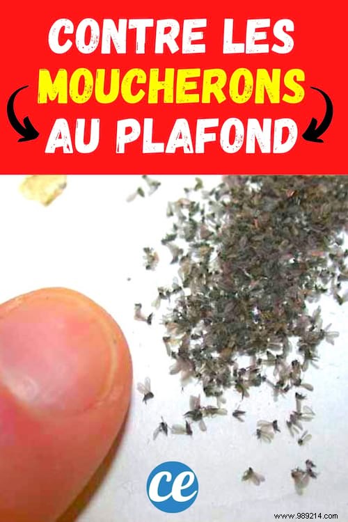 How to Get Rid of Gnats on Your Ceiling Quickly and Naturally