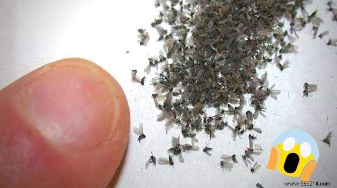 How to Get Rid of Gnats on Your Ceiling Quickly and Naturally