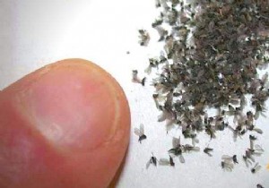 How to Get Rid of Gnats on Your Ceiling Quickly and Naturally